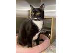 Adopt Randi a Black & White or Tuxedo Domestic Shorthair / Mixed (short coat)