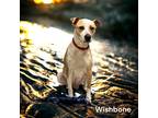 Adopt Wishbone a Tan/Yellow/Fawn American Pit Bull Terrier / Mixed Breed