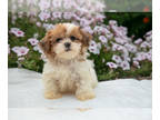 Shih-Poo PUPPY FOR SALE ADN-822348 - Beautiful Litter of Shih Poo Puppies