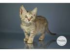 Sunny, Domestic Shorthair For Adoption In Tuscaloosa, Alabama