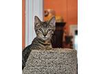 Toni, American Shorthair For Adoption In Brooklyn, New York