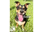 Bubba, Rat Terrier For Adoption In Tomball, Texas