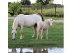 Cremello Splash Welsh Pony Colt