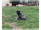 Anatolian Shepherd PUPPY FOR SALE ADN-822688 - Anatolian shepherd puppies