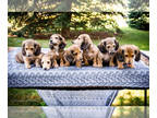 Dachshund PUPPY FOR SALE ADN-822684 - AKC Mini Dachshund puppies for sale