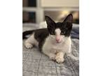 Tommy, Domestic Shorthair For Adoption In Palatine, Illinois