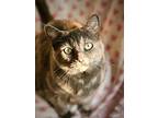 Keiki, Domestic Shorthair For Adoption In Forest Lake, Minnesota