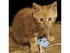 O'henry W, Domestic Shorthair For Adoption In Somerset, Kentucky