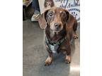 King, Dachshund For Adoption In Ladson, South Carolina