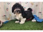 Havanese Puppy for sale in Springfield, MO, USA