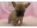 French Bulldog Puppy for sale in Sacramento, CA, USA