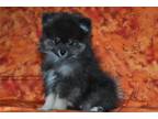 Pomeranian Puppy for sale in Joplin, MO, USA