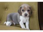 Beagle Puppy for sale in Springfield, MO, USA