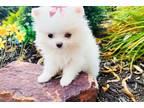 Pomeranian Puppy for sale in New York, NY, USA