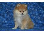 Pomeranian Puppy for sale in Joplin, MO, USA