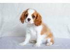 Cavalier King Charles Spaniel Puppy for sale in South Bend, IN, USA