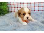 Cavalier King Charles Spaniel Puppy for sale in Bloomington, IN, USA