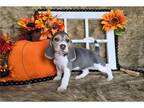 Beagle Puppy for sale in Springfield, MO, USA