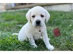 Labrador Retriever Puppy for sale in Springfield, MO, USA