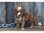 Cavapoo Puppy for sale in Springfield, MO, USA