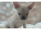 French Bulldog Puppy for sale in Sacramento, CA, USA