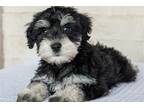 Mutt Puppy for sale in South Bend, IN, USA