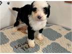 Mutt Puppy for sale in Saint Louis, MO, USA