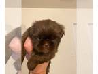 Shih Tzu PUPPY FOR SALE ADN-822827 - AKC Shih Tzus