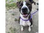 Archie, American Pit Bull Terrier For Adoption In Des Moines, Iowa