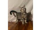 Juno, Domestic Shorthair For Adoption In Maryville, Missouri