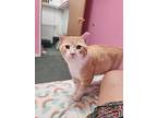 Chessie, Domestic Shorthair For Adoption In Linwood, Michigan