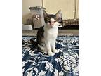 Bing Pawsby, Domestic Shorthair For Adoption In Clarksville, Tennessee