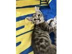 Shale, Domestic Shorthair For Adoption In Bluefield, West Virginia