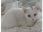 Annaliese, American Shorthair For Adoption In Austin, Texas