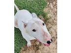 Clio, Bull Terrier For Adoption In Glenwood, Arkansas