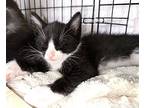 Suits, Domestic Shorthair For Adoption In Mooresville, North Carolina