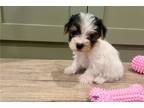 Yorkshire Terrier Puppy for sale in Oklahoma City, OK, USA