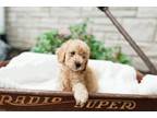 Mutt Puppy for sale in Lancaster, PA, USA