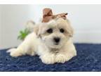 Coton de Tulear Puppy for sale in South Bend, IN, USA