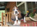 Basset Hound Puppy for sale in Springfield, MO, USA