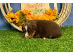 Miniature Australian Shepherd Puppy for sale in Springfield, MO, USA