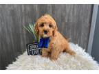 Cavapoo Puppy for sale in South Bend, IN, USA