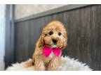 Cavapoo Puppy for sale in South Bend, IN, USA