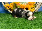 Miniature Australian Shepherd Puppy for sale in Springfield, MO, USA