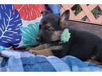 German Shepherd Dog Puppy for sale in Bloomington, IN, USA