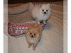 Pomeranian PUPPY FOR SALE ADN-823062 - CKC Pomeranian puppies