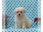 Maltese PUPPY FOR SALE ADN-823235 - ACA Maltese