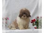 Shih Tzu PUPPY FOR SALE ADN-823229 - Shihtzu