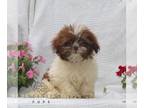 Shih Tzu PUPPY FOR SALE ADN-823224 - Shihtzu