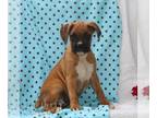 Boxer PUPPY FOR SALE ADN-823223 - ACA Boxer